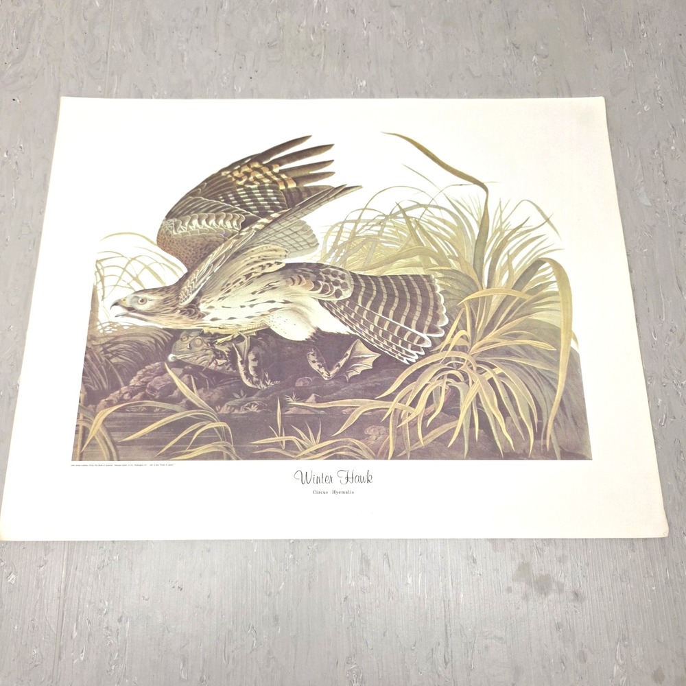 Vintage Audubon Winter Hawk Bird Print National Gallery of Art 14"x18" Wall Art